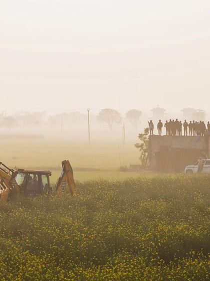 The rescue operation in the misty mustard fields of Haryana, a surreal scene of a wild tiger in a completely agricultural landscape.