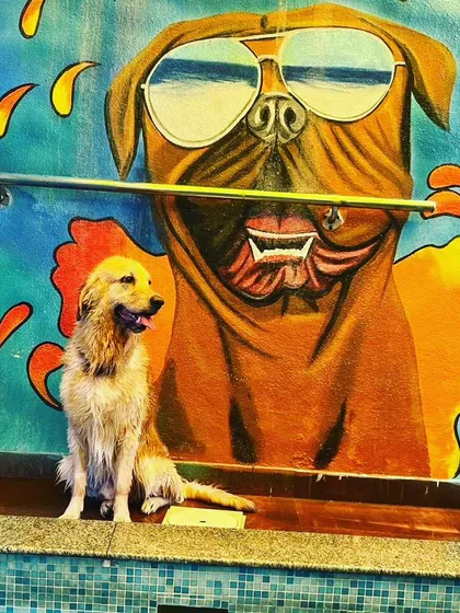 Bruno, our resident model, looking happy and relaxed after his swim. The colorful mural makes for a perfect photo backdrop.