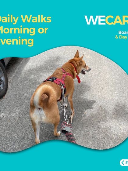 We Care Pet Creche - Home Dog Boarding Walks & Outdoor Time photo 5