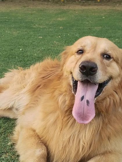 That happy tongue-out smile is the best reward. This Golden Retriever is loving his time at our doggy daycare.