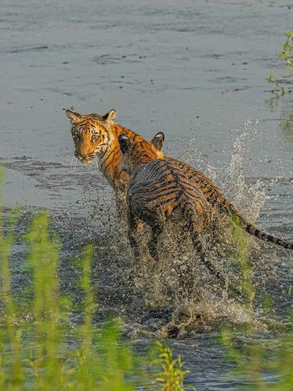 The splash of water adds another layer of dynamism to this action shot of tiger cubs. The key is a fast shutter speed to render every droplet with clarity.