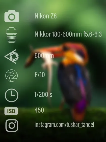 The camera settings for my shot of the Oriental Dwarf Kingfisher with its catch.