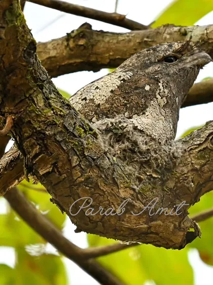 I searched for the Sri Lankan Frogmouth for nearly two years. This master of camouflage, seen here in a Goan forest, is a phantom. Finding it required local knowledge and immense patience, skills I share on my "Chasing Rarities" expeditions. This photo is more than an image; it's the culmination of a long and rewarding quest.