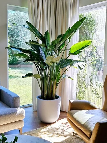 A magnificent Bird of Paradise plant positioned in a bright living room. Its placement by the window ensures it receives ample light, and it beautifully frames the view of the garden outside.