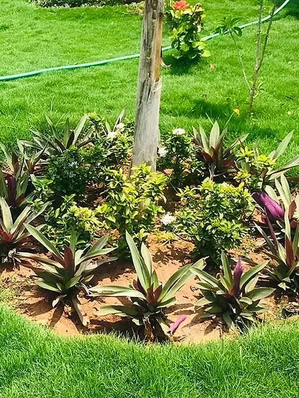 A simple and elegant planting solution around the base of a tree, using a combination of green shrubs and purple-leafed Rhoeo plants. This adds color and texture to the lawn area.