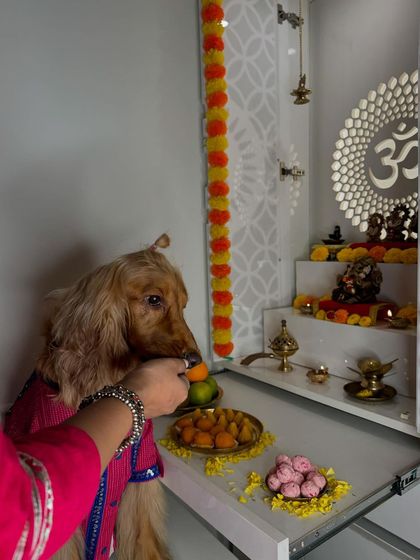 Posto getting his share of the prasad during our Ganesh Chaturthi puja at home.