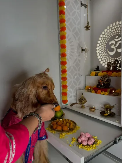 A moment of blessing. Posto receiving a treat from the prasad during our Ganesh Chaturthi puja.