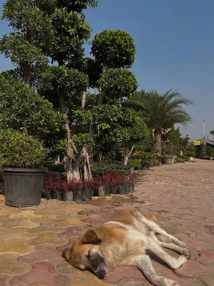 Humare nursery mein aapko sukoon milega. Yahan tak ki yeh dog bhi aaram farma raha hai.