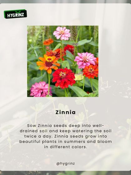 Hygrinz - Garden Design & Landscaping Your Guide to a Green Thumb photo 18