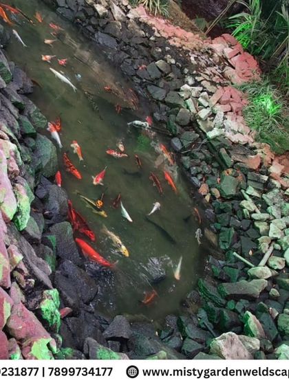 A high angle view of the cleaned pond, with the clear water allowing for a perfect view of the beautiful koi fish.
