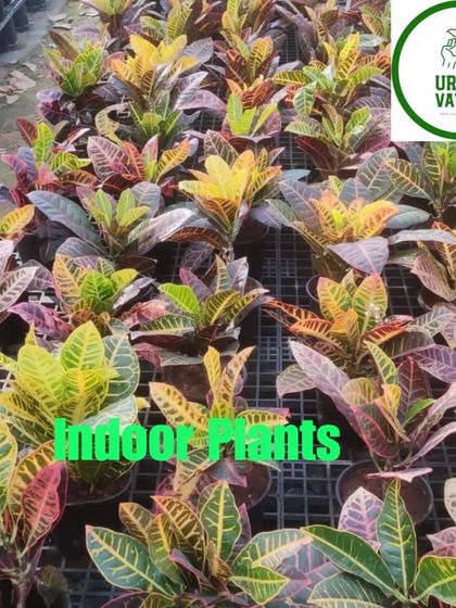 A mix of different Croton varieties in the nursery.
