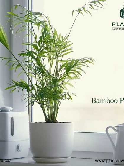 Graceful and lush, the Bamboo Palm is another fantastic air-purifying plant that is safe for pets. It adds a tropical feel to any room and is relatively easy to care for.