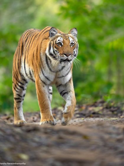 The Queen of Paar, Paarwali, on a winter morning in Corbett. This was a fantastic sighting where we saw her stalking prey with her cubs.