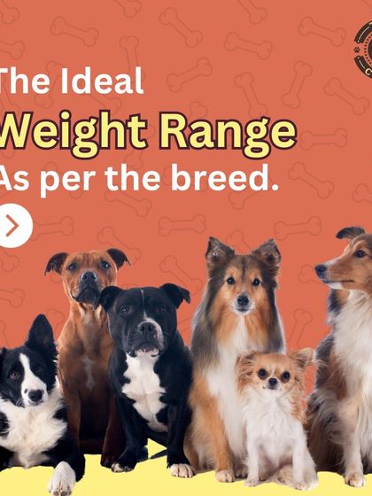 Knowing your pet's ideal weight is crucial for their long-term health. This series of images provides a helpful guide for the healthy weight range of popular breeds.