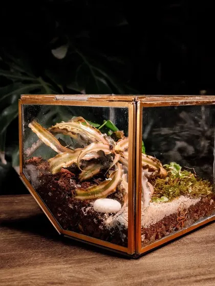 This angled shot of the geometric terrarium highlights its modern design. It's a perfect handmade gift for him or for her, offering a unique alternative to traditional presents.