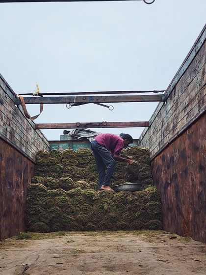 Delhi Gardner - Wholesale Plant & Turf Supply Natural Grass Turf: From Our Farm to Your Project photo 23