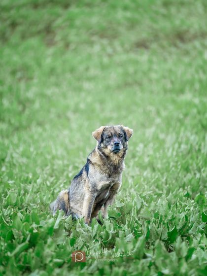 Pragalbh - Animal Rescue & Advocacy Photography Paws & Peaks: Outdoor Adventures photo 20