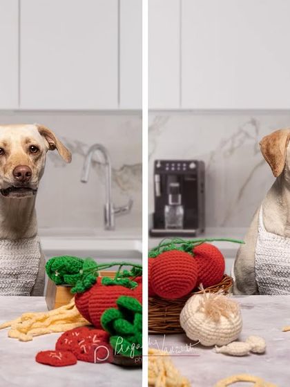 Pragalbh - Commercial Pet Photography Creative & Themed Campaigns photo 8