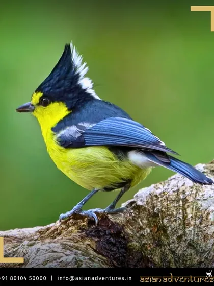 The striking Taiwan Yuhina, with its prominent crest, is another of the island's endemic treasures. Our tours are designed to find and appreciate the full range of Taiwan's unique avifauna.