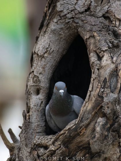 "Who do you think lives here?" A Rock Pigeon peeking out of its home in a tree hollow, looking inquisitively at the world.