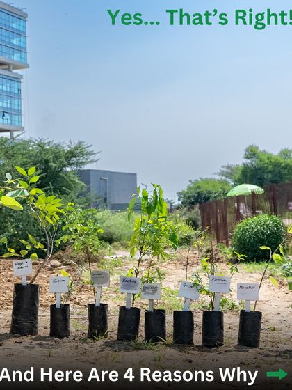 This infographic highlights why we plant only native Aravali saplings. Here, a row of young, labeled trees are ready for planting, each chosen for its specific role in the ecosystem.
