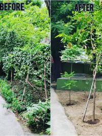 Garden Maintenance Service