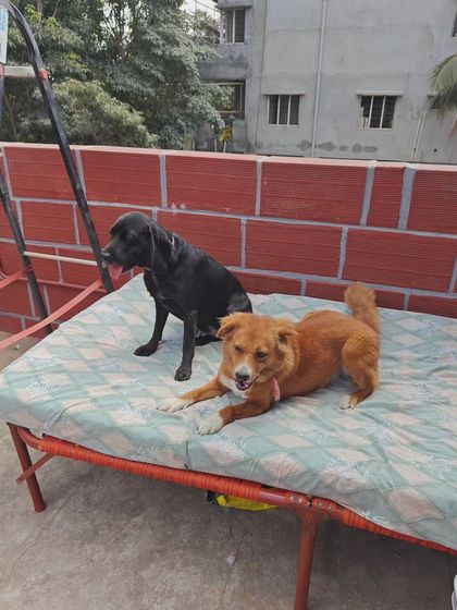 Two of my guests, a black Lab mix and a lovely indie, relaxing together on one of the outdoor cots. Providing comfortable, shared resting spots encourages calm behavior and reinforces positive pack dynamics.