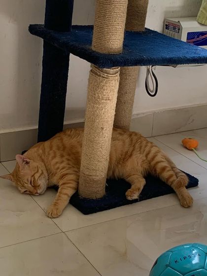 Sometimes the best spot is right at the bottom. Yoda found a cool spot on the floor right under his favorite cat tree.