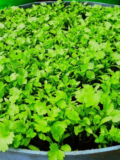 Multiplex Urban Green - Organic Gardening Supplies Grow Your Own Vegetables & Herbs photo 7