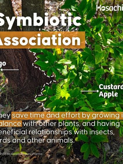 We encourage symbiotic associations, like this Custard Apple plant growing near a Mango tree. They grow in balance, sharing resources and supporting each other.