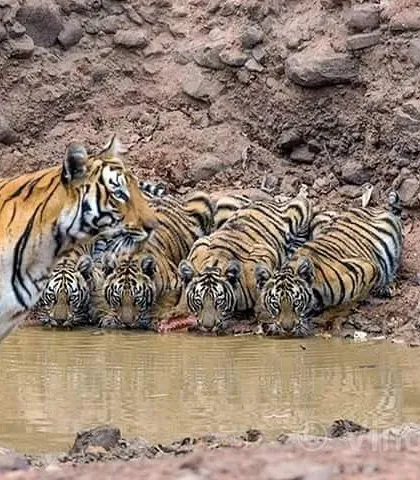 On World Wildlife Day, I often share this image of the tigress family from Tadoba. Protecting the tiger at the top of the forest pyramid helps protect all the other animals in its realm. This picture is a reminder of the delicate balance of nature and our duty to preserve it.