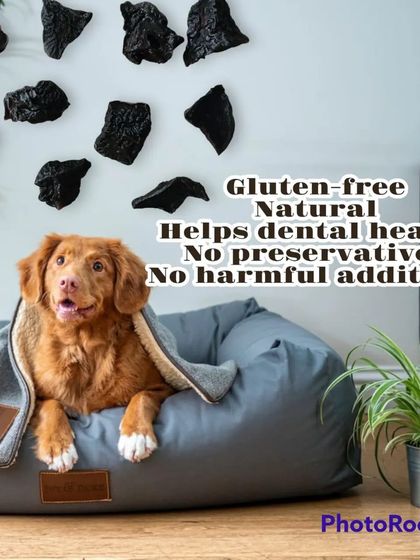 A happy dog in a comfy bed dreaming of healthy snacks. My natural treats are the perfect way to pamper your pet without compromising on their health.