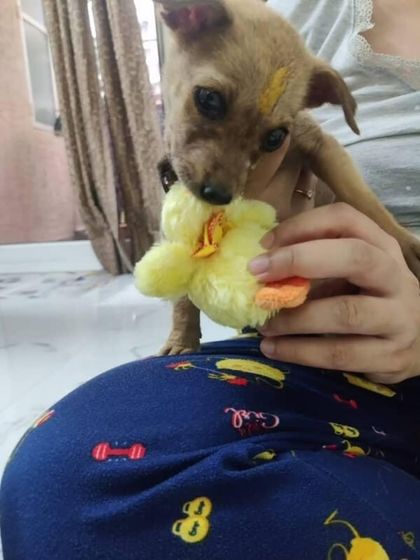 The same rescued 1-month-old puppy, now awake and playfully chewing on a toy duck. She is dewormed, vaccinated, and ready for love.