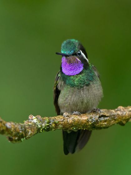 The stunning iridescent gorget of a male Purple-throated Mountaingem. Capturing this flash of color requires perfect lighting and positioning.