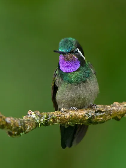 The brilliant gorget of a male Purple-throated Mountaingem flashes in the light. This species is known for its territorial nature, and this portrait captures its confident and striking presence.