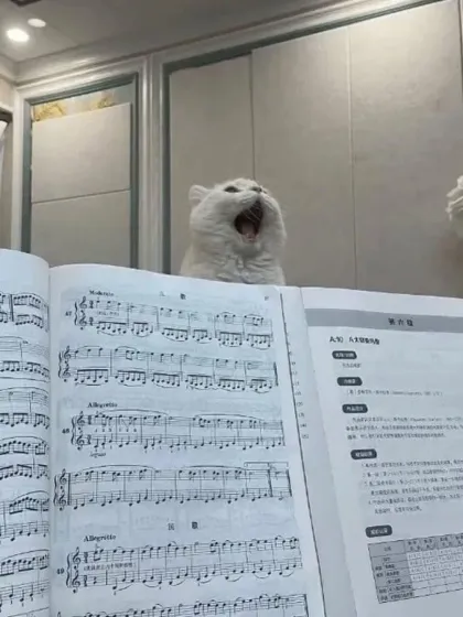 A cat giving its all during a singing lesson. We love capturing pets interacting with their environment in funny and unexpected ways.