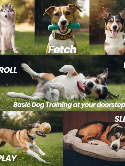 This collage shows the results of basic dog training at your doorstep. From 'sit' and 'stay' to 'roll' and 'play', we cover all the fundamentals for a happy, obedient dog.