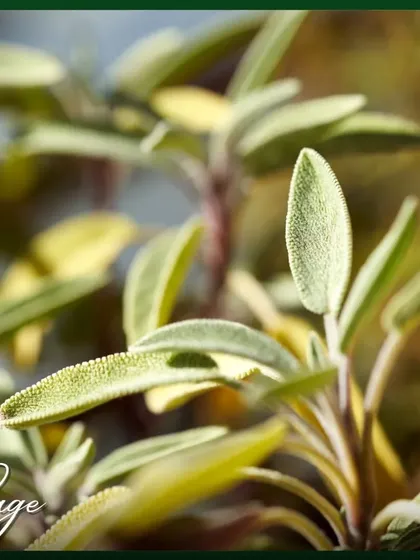 Sage is another easy-to-grow perennial herb with a strong, savory flavor. Its soft, grey-green leaves are a beautiful addition to any herb garden.