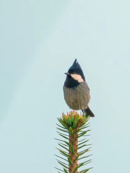 A Rufous-vented Tit with its characteristic crest, surveying its surroundings from the highest point of a tree.