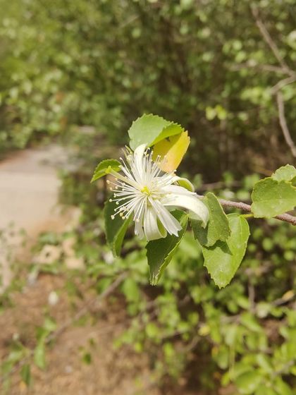 The delicate, star-like white flower of the Gangeti shrub. We plant this species across our sites to build resilience from the ground up.