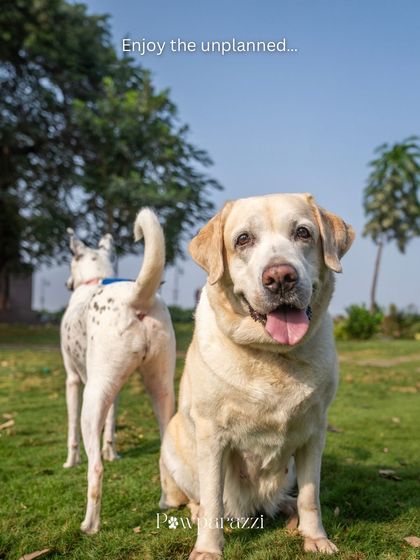 Two dogs enjoying a day at the park. This image captures the simple joy of being outside, with one dog posing for the camera while his friend's tail wags in the background.