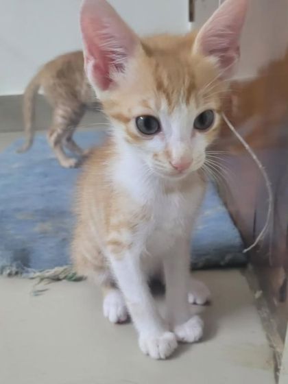 This is Ginger, a 2-month-old male kitten with big, curious eyes. He and his brother Bellie are looking for a home.