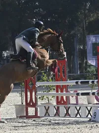 Equestrian Sports Coaching
