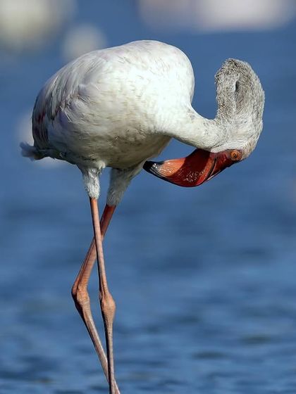 A flamingo caught in a graceful, almost yoga-like pose while grooming itself. Their flexibility is just as impressive as their vibrant color.
