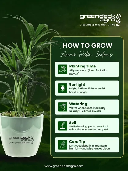 The Areca Palm is a fantastic indoor plant for Indian homes. This guide provides simple, clear instructions on how to grow it, covering everything from sunlight and watering to soil and care tips.