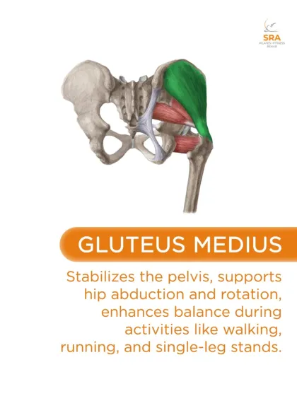 The Gluteus Medius is crucial for stabilizing the pelvis and enhancing balance during activities like walking, running, and single-leg stands.