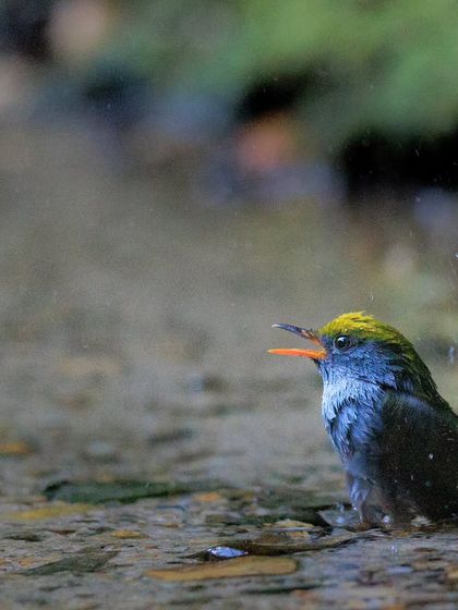 A Slaty-bellied Tesia caught mid-call, showing its energetic personality.
