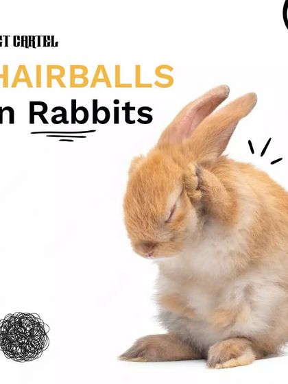 Pet Cartel - Pet Supplies & Food Delivery Helpful Pet Care Guides photo 4