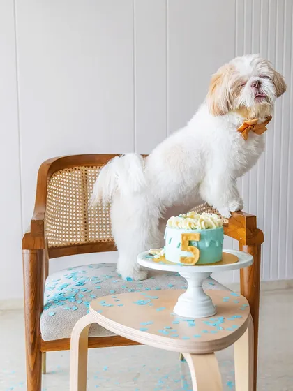 Meet Kyro, the birthday king, striking a pose next to his cake. This is the perfect example of a pet cake smash session, where we let your pet's personality shine, capturing their funny, regal, and utterly adorable moments.