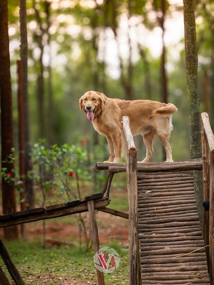 Asher, king of the wooden ramp. Outdoor locations with interesting structures provide great opportunities for unique portraits.
